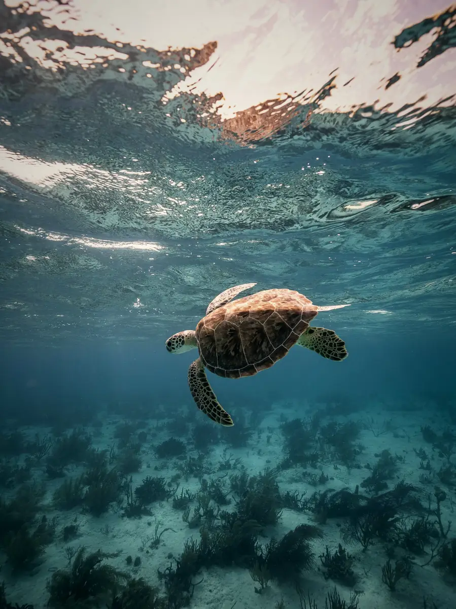 Snorkel with turtles